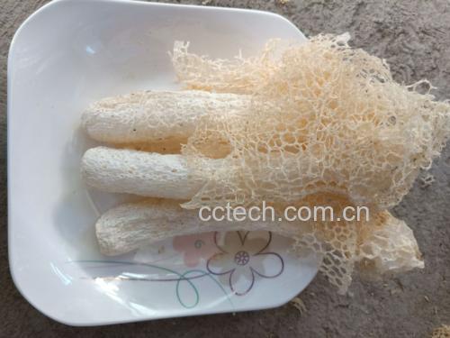 长裙竹荪特写