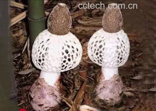 长裙竹荪的自然生长环境