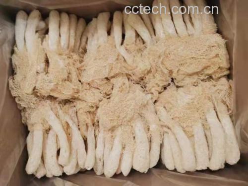 鲜品长裙竹荪展示