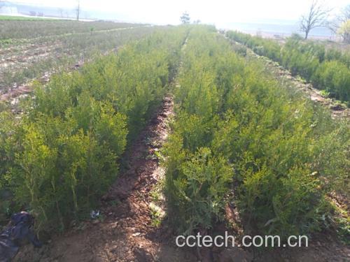 侧柏茶与侧柏果展示