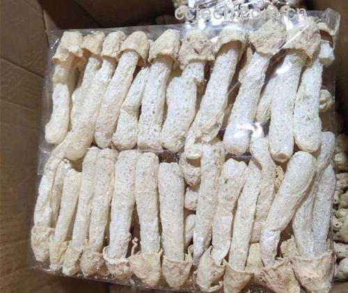 竹荪发白与正常竹荪对比图