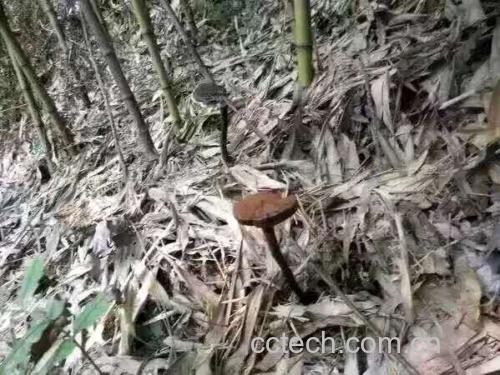 竹灵芝生长在竹子内部的实景图