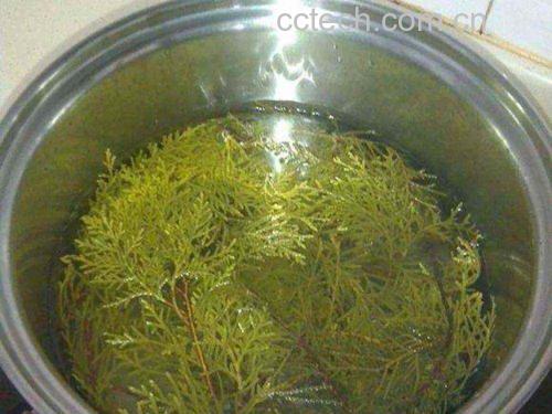 侧柏枝煮水过程