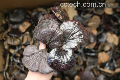 竹灵芝怎么吃法