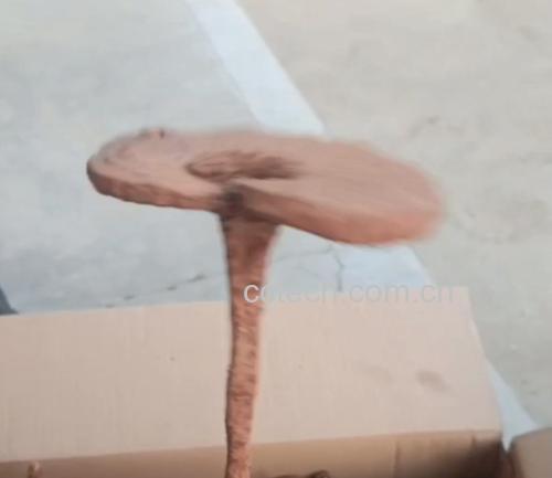 竹灵芝实物图