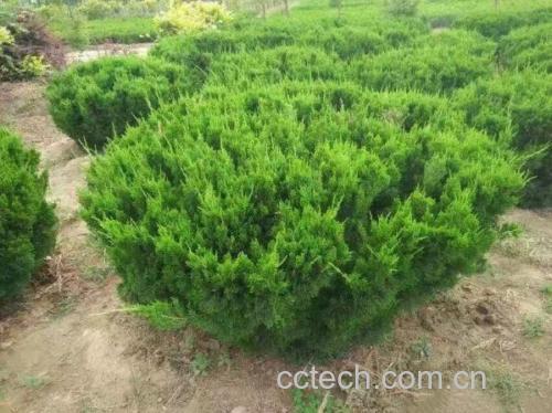 龙柏植株形态