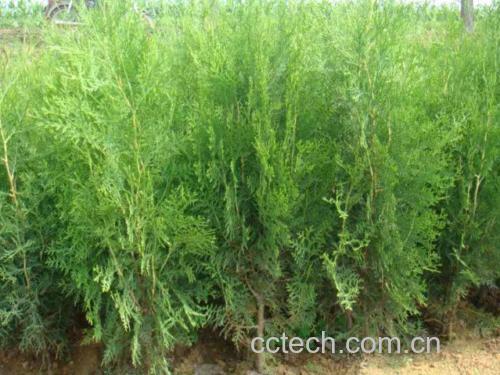 龙柏植物全貌