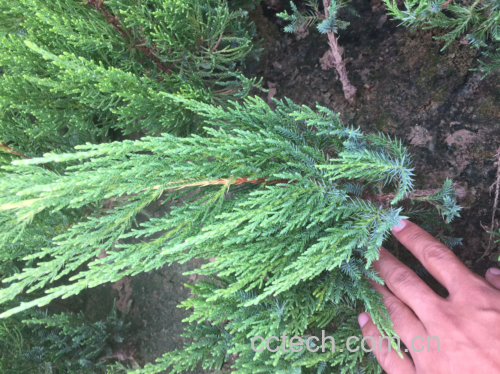 龙柏植物特写