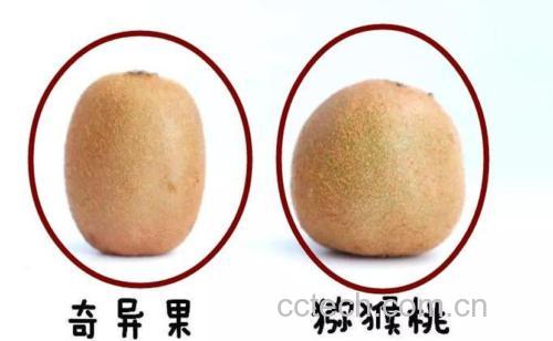 酸猕猴桃与成熟猕猴桃对比图