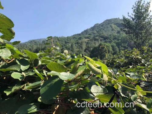 猕猴桃种植园实景图