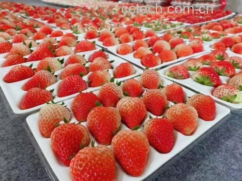 芝士奶油草莓杯成品展示