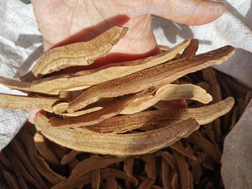 灵芝切片清洗与浸泡过程