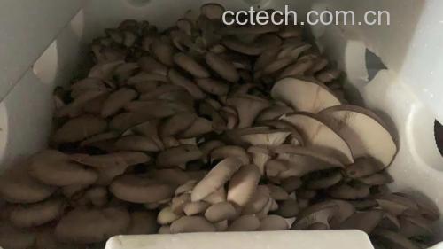 鲜平菇的特写照片