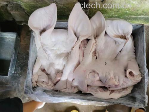 猪脸部位解剖图