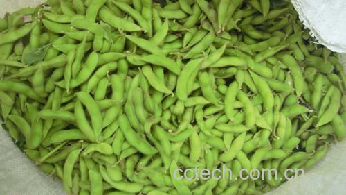 新鲜毛豆与反季节毛豆对比图