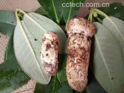 松茸绿豆汤炖煮过程