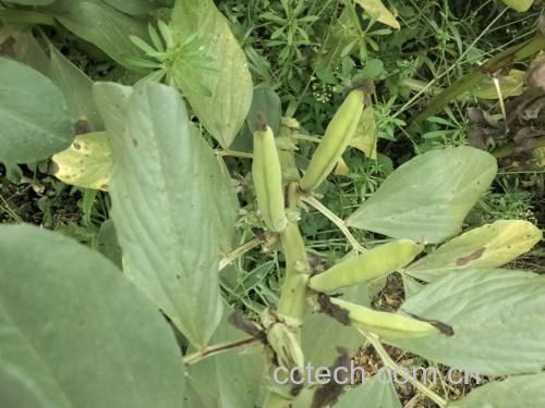 蚕豆发芽过程