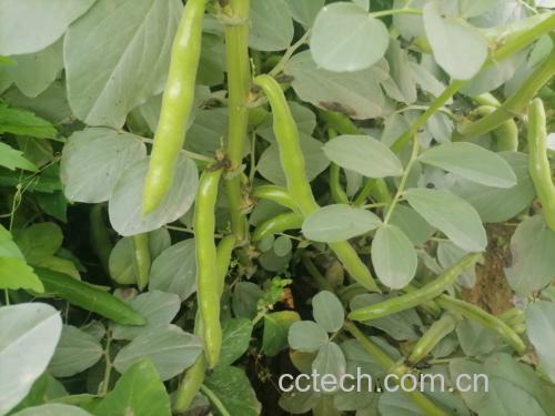 绿心蚕豆特写