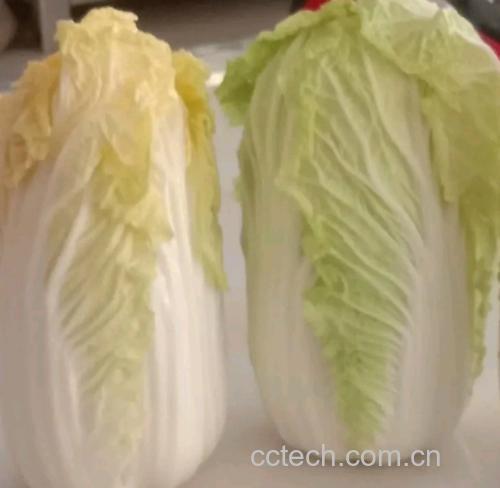 娃娃菜与大白菜对比