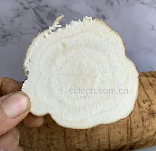 葛根的横截面特写