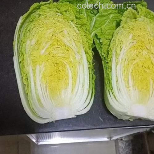 娃娃菜切开结构图