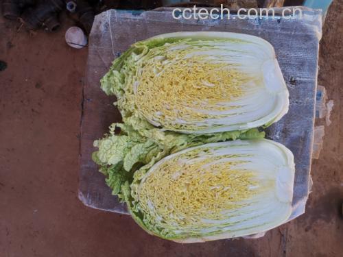 娃娃菜不同大小对比图