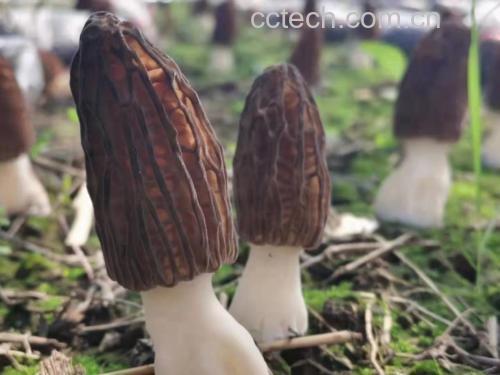 羊肚菌生长环境