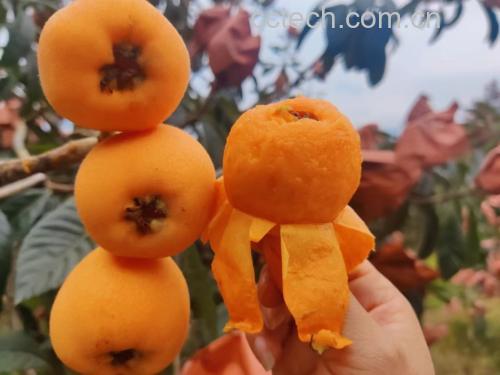 枇杷果实特写
