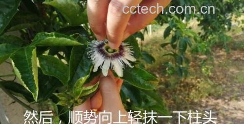 百香果和石榴的果肉处理过程