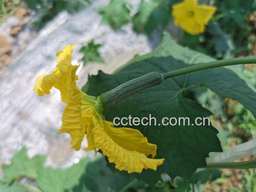 丝瓜花新鲜采摘图