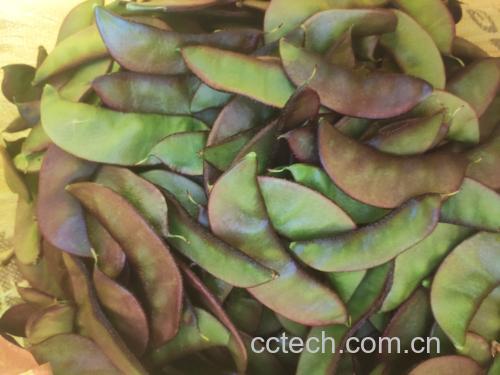 扁豆菠菜营养搭配成品图