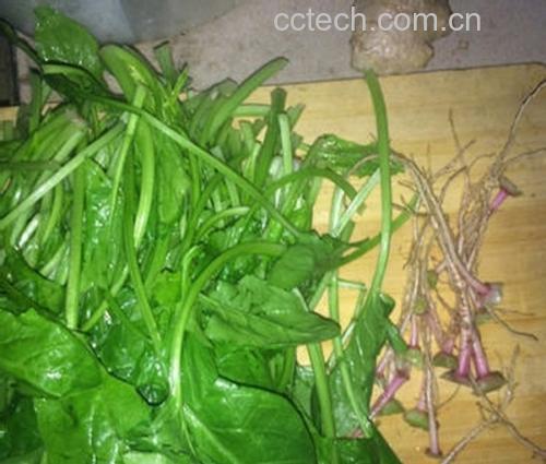 菠菜与折耳根食材对比图