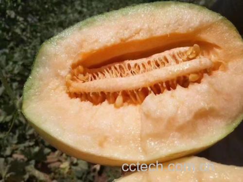 哈密瓜切开露出橙红色瓤肉
