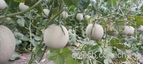 哈密瓜果园采摘场景