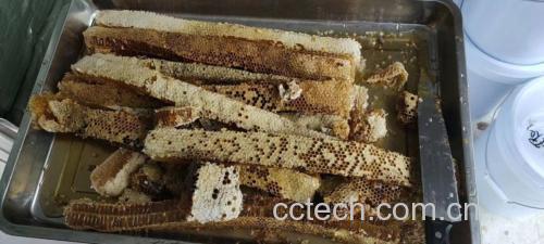 新鲜蜂蜜从蜂巢中滴落
