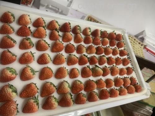 草莓处理过程