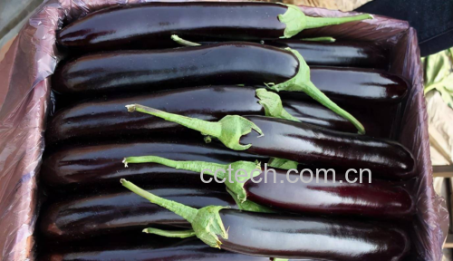 茄子与虾的食材组合图