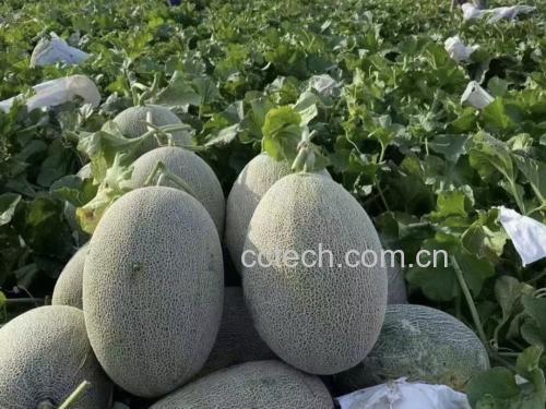 哈密瓜种植在西北盐碱地