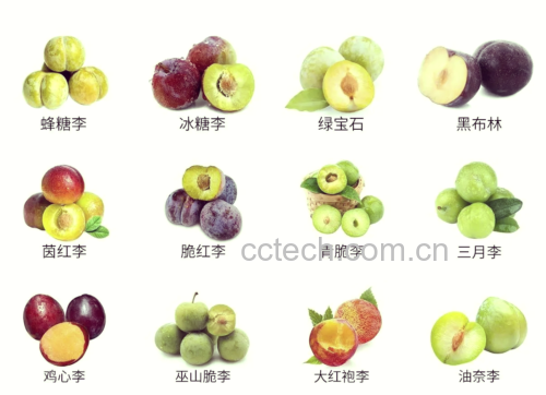 不同品种李子对比图