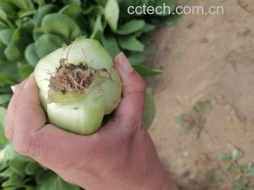 烤油菜前的油菜处理过程