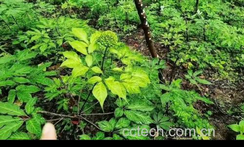 花椒显微结构图