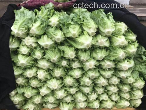 生菜与黄瓜拼盘图