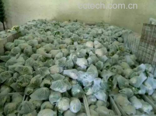 菜花正确储存方式图解