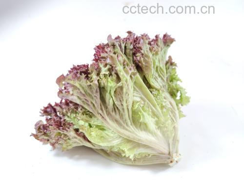 红叶生菜特写