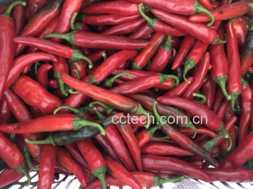 生菜与辣椒的食材搭配图