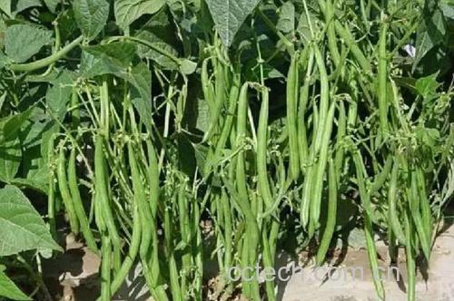 豆角挑选图