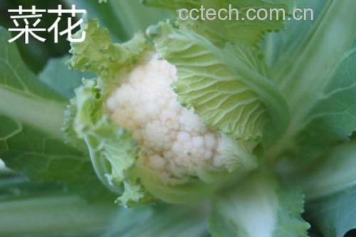 菜花切开前后对比图