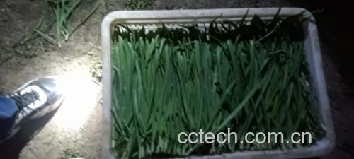 绿色厨房背景下的新鲜韭菜与柠檬