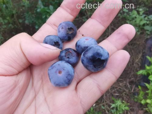 蓝莓泡酒成品图
