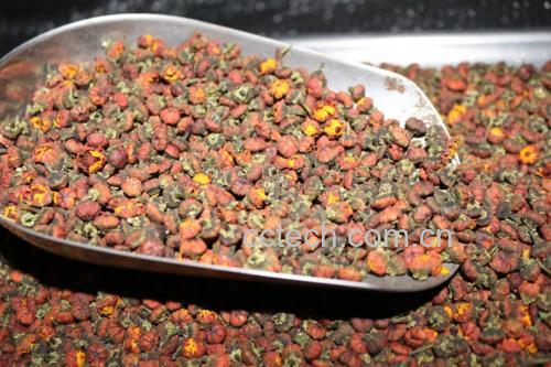 昆仑雪菊胎菊王冲泡后的茶汤色泽
